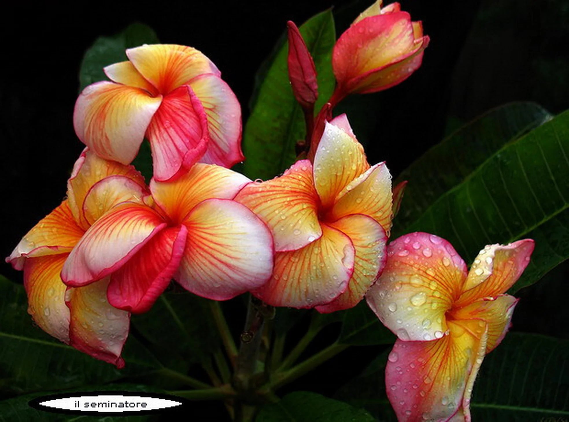 Plumeria Fragrans – Belleza Tropical y Aroma Irresistible🌸