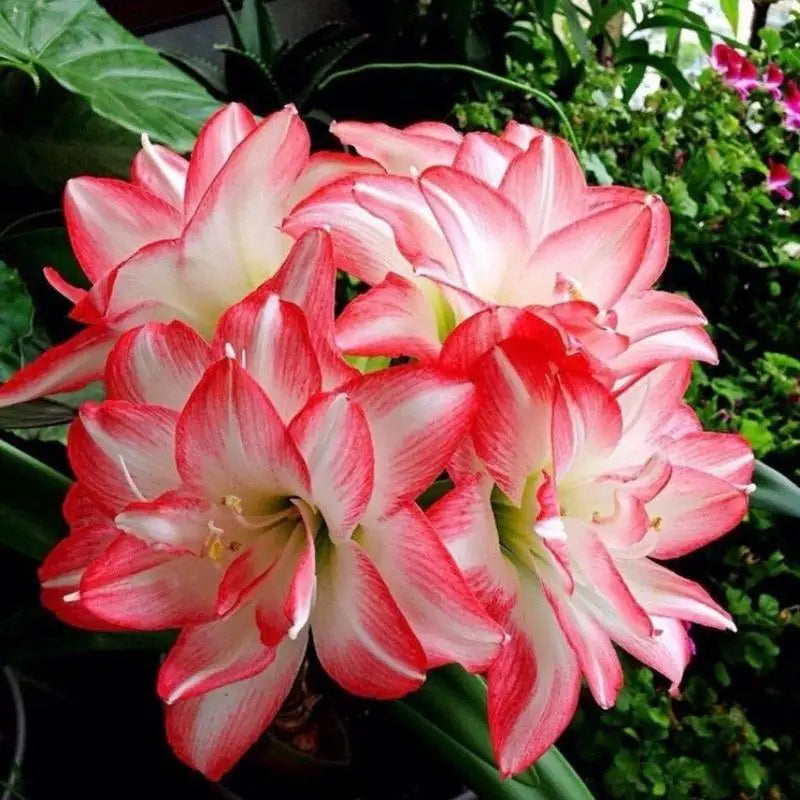 🌸 Amarilis Doble Rosa y Blanca – Floración Espectacular Año Tras Año