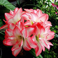 🌸 Amarilis Doble Rosa y Blanca – Floración Espectacular Año Tras Año